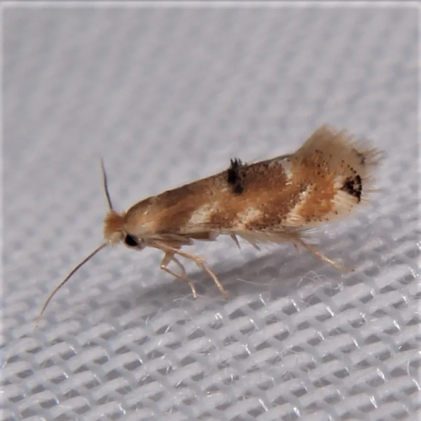 Bucculatrix coronatella - Hodges#0559 - photo 2