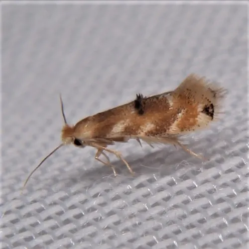 Bucculatrix coronatella - Hodges#0559 - photo 3