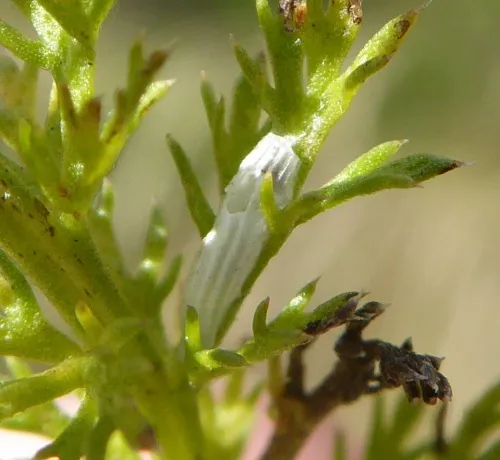 Bucculatrix cristatella - photo 2