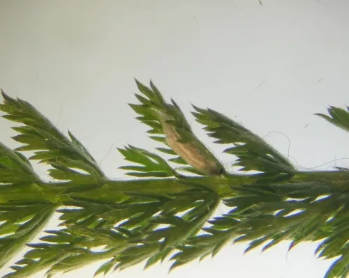 Bucculatrix cristatella - photo 3