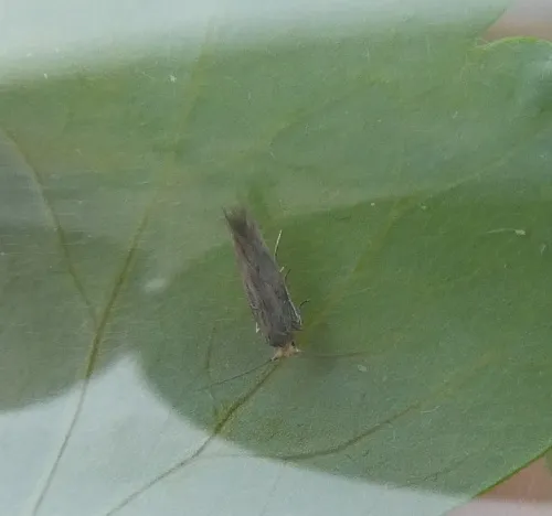 Bucculatrix cristatella - photo 4