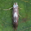 Bucculatrix cuneigera - Hodges#0499