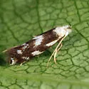 Bucculatrix cuneigera - Hodges#0499 - photo 3