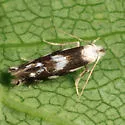 Bucculatrix cuneigera - Hodges#0499 - photo 4