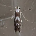Bucculatrix cuneigera - Hodges#0499 - photo 5