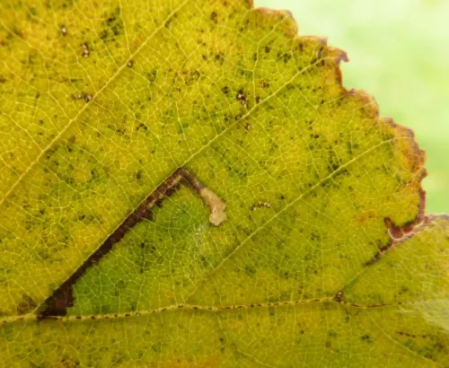 Bucculatrix demaryella