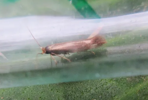 Bucculatrix demaryella - photo 2