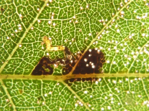 Bucculatrix demaryella - photo 3