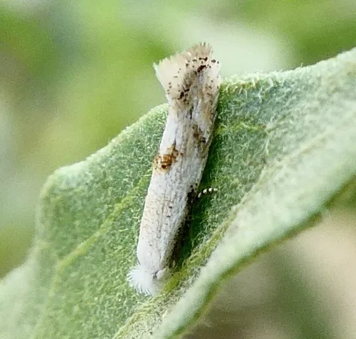 Bucculatrix enceliae - Hodges#0546 - photo 2