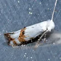 Bucculatrix eurotiella - Hodges#0502