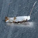 Bucculatrix eurotiella - Hodges#0502 - photo 2