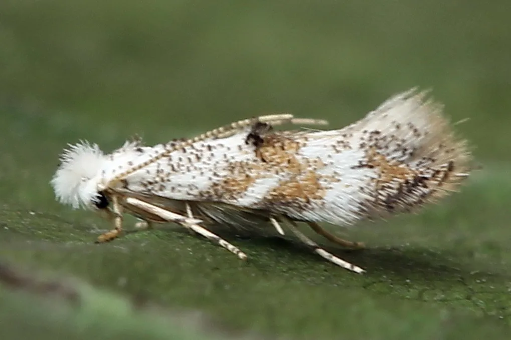 Buckthorn Bent-wing - photo 2