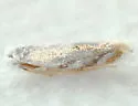 Bucculatrix inusitata - Hodges#0496 - Bucculatrix inusitata