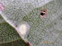 Bucculatrix locuples - Hodges#0571 - photo 3