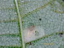 Bucculatrix locuples - Hodges#0571 - photo 4