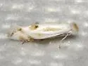 Bucculatrix longula - Hodges#0489