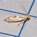 Bucculatrix longula - Hodges#0489 - photo 2