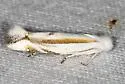 Bucculatrix magnella - Hodges#487