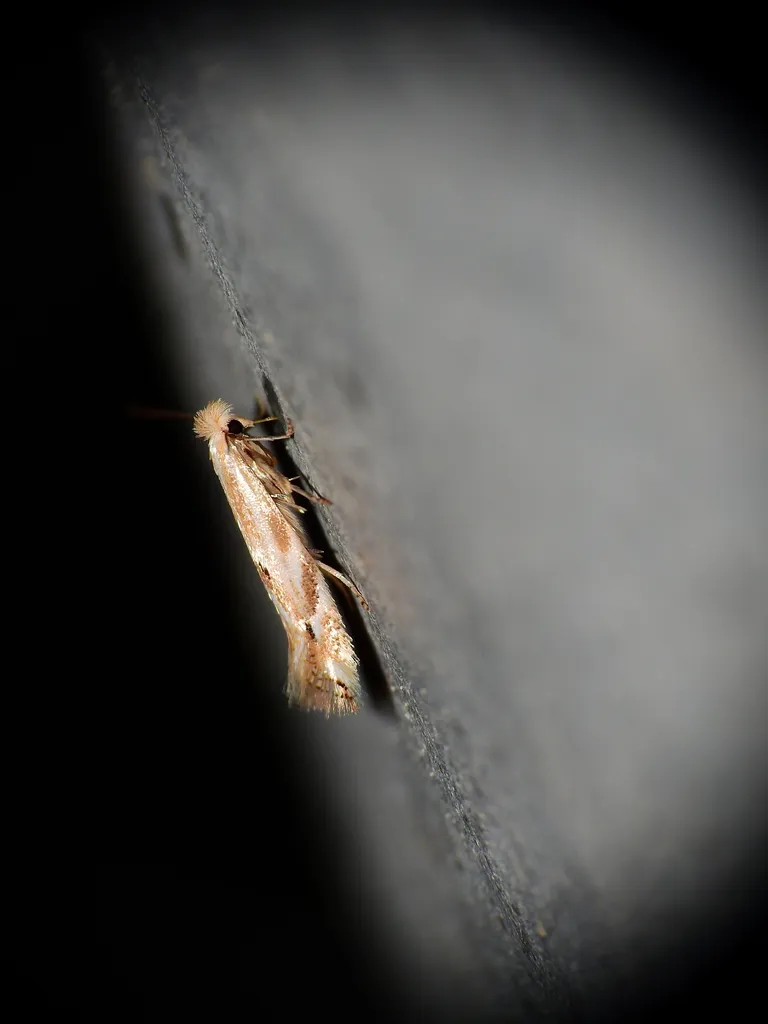Saltern Bent-wing - photo 2
