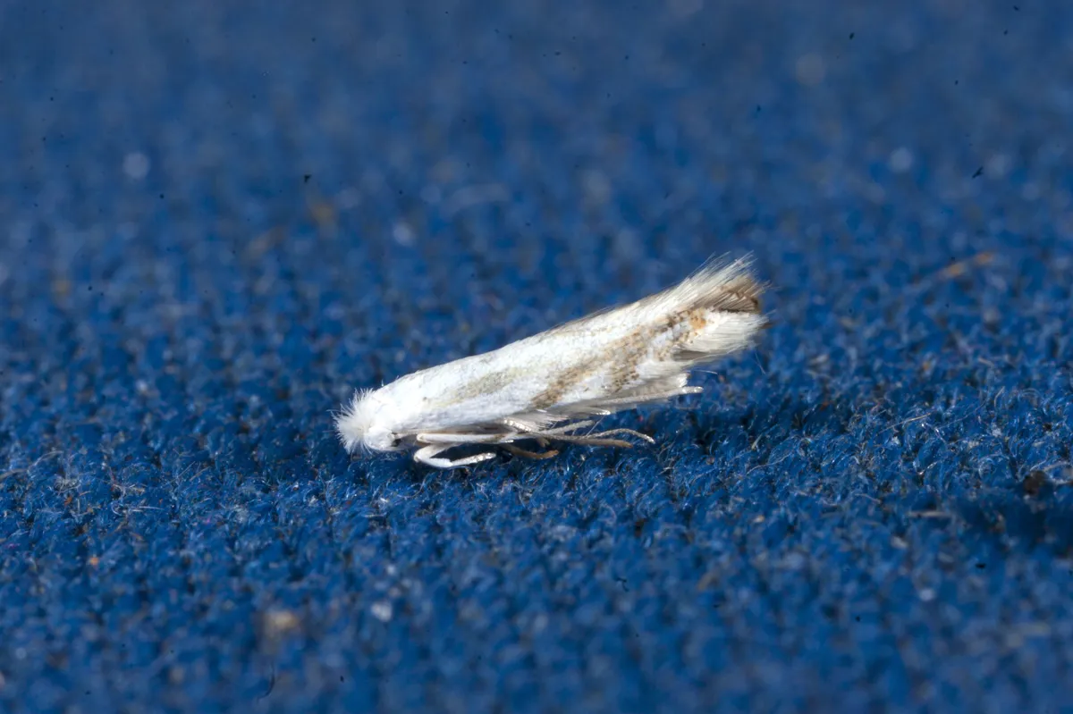 Bucculatrix montana - Hodges#0486 - photo 2