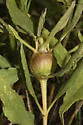Bucculatrix needhami