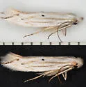 Bucculatrix needhami - photo 2