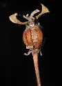Bucculatrix needhami - photo 4