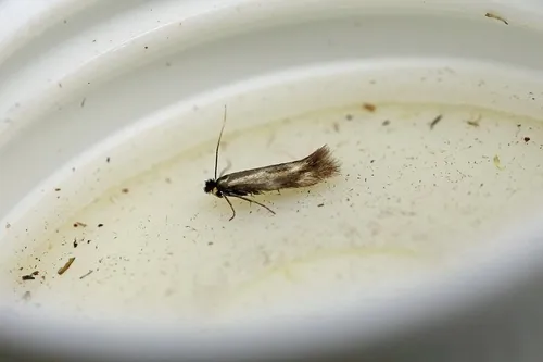 Bucculatrix nigricomella
