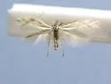 Bucculatrix ochristrigella - Hodges#0501