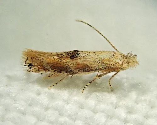 Bucculatrix packardella - Hodges#0549 - photo 2