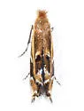 Bucculatrix polymniae - Hodges#0526