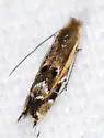 Bucculatrix polymniae - Hodges#0526 - photo 3