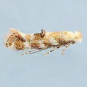 Bucculatrix quadrigemina - Hodges#0579
