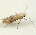 Bucculatrix quadrigemina - Hodges#0579 - photo 2