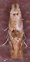 Bucculatrix quadrigemina - Hodges#0579 - photo 4