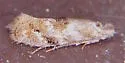 Bucculatrix quadrigemina - Hodges#0579 - photo 5