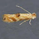 Bucculatrix recognita - Hodges#0564
