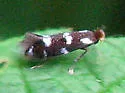 Bucculatrix sexnotata - Hodges#0529 - photo 2