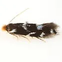 Bucculatrix sexnotata - Hodges#0529 - photo 3