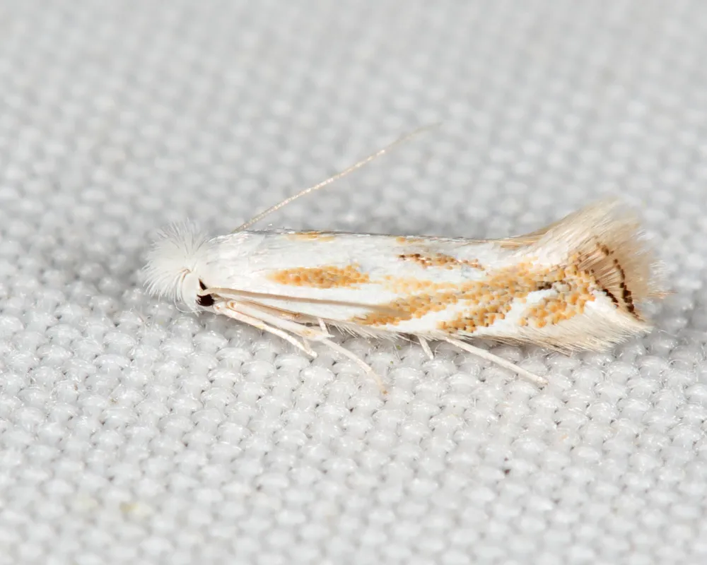 Bucculatrix solidaginiella - Hodges#0485 - photo 3