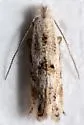 Bucculatrix sororcula - Hodges#0543 - photo 3