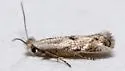 Bucculatrix sororcula - Hodges#0543 - photo 4