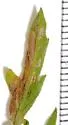 Bucculatrix sororcula - Hodges#0543 - photo 5