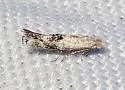 Bucculatrix spectabilis - Hodges#0539 - Bucculatrix spectabilis