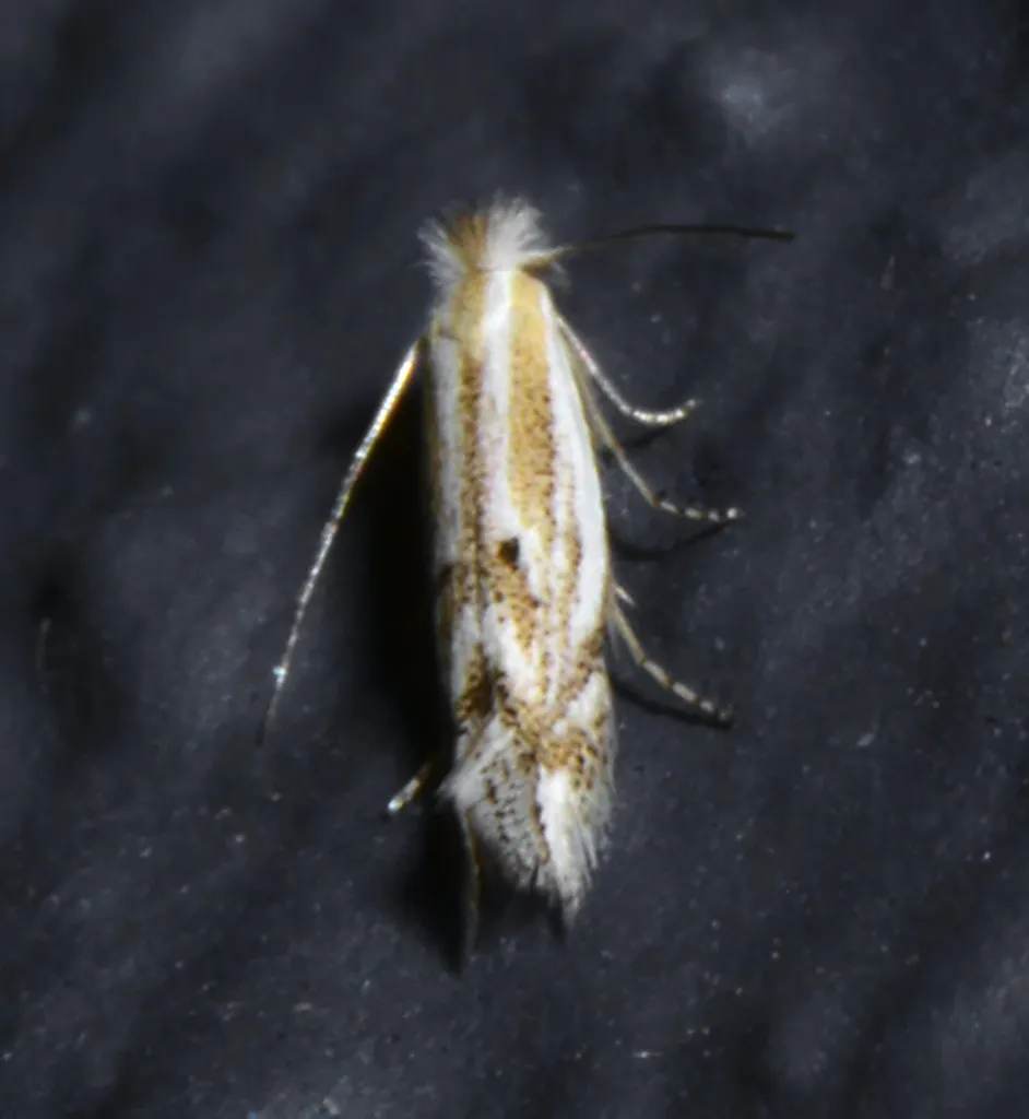 Bucculatrix staintonella - Hodges#0513 - Bucculatrix staintonella