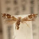Bucculatrix taeniola - Hodges#0520 - Bucculatrix taeniola