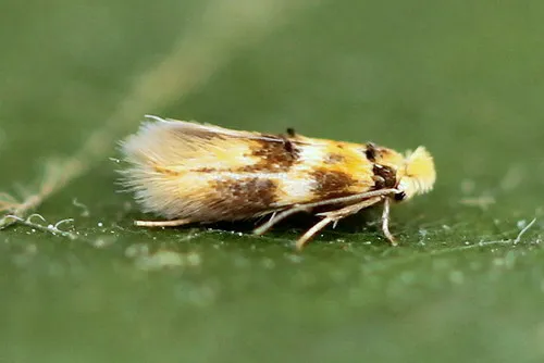 Bucculatrix thoracella