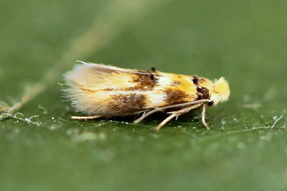 Bucculatrix thoracella - photo 2