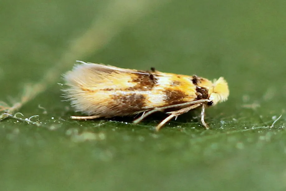 Bucculatrix thoracella - photo 3