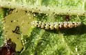 Bucculatrix thurberiella - Hodges#0582 - photo 2